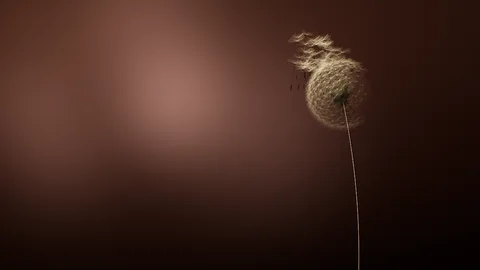 Dandelion : a backlit dandelion clock