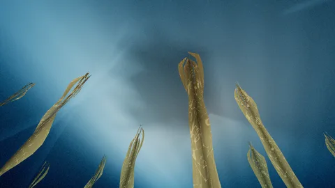 Kelp : an underwater kelp forest