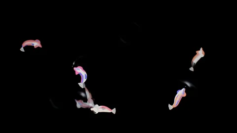 Koi : koi carp of light