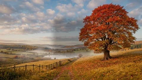 Seasons : a tree through the four seasons